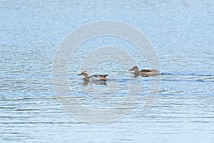 Garganey, Spatula querquedula. On a sunny morning, a male and female swim the river
