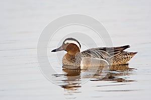 Garganey, Zomertaling, Anas querquedula