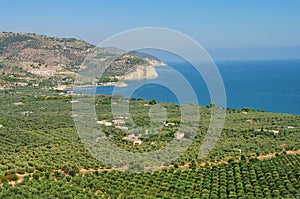 Gargano olive grove photo