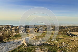 Gargano promontory: panoramic view from Monte Sant`Angelo. Rural landscape with cow and pasture: on background Adriatic coast: wit