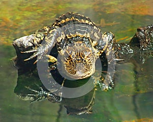 Gargoyle Gator