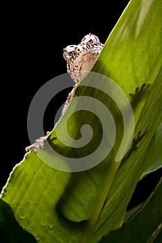 Gargoyle Gecko