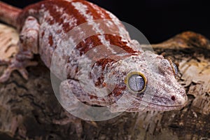 Gargoyle gecko