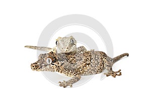 Gargoyle Gecko