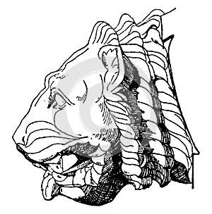 Gargoyle Lion Head, aqueducts,  vintage engraving