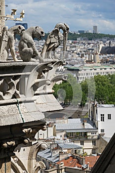 Gargoyle at Notre Dame de Paris