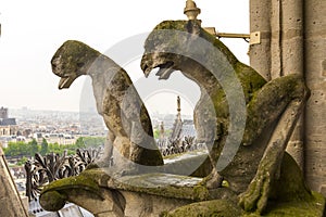 Gargoyle on Notre Dame de Paris Cathedral of Paris