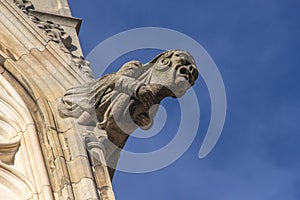 Gargoyle York Cathedral