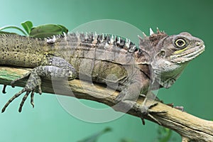 Gariau forest dragon