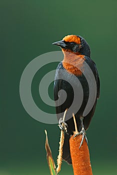 garibaldi- agelaius ruficapillus