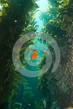 Garibaldi at Bird Rock Catalina Island photo