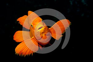 Garibaldi at Catalina Island