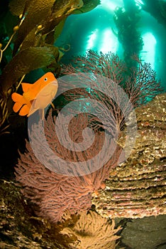 Garibaldi fish and underwater reef