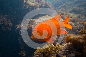 Garibaldi in Ocean in Southern California