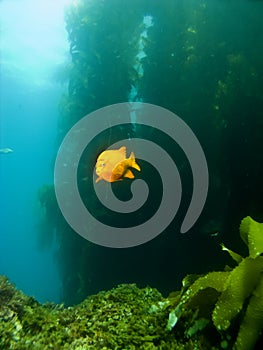 Garibaldi swimming out of the Kelp in Catalina