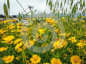 Garland chrysanthemum daisy yellow blooming flowers. Bright landscape background. Grass wildflower nature field in