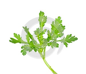 Garland chrysanthemum isolated on the white background