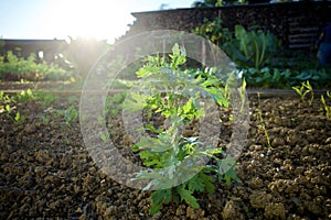 Garland Chrysanthemum. A.k.a. Tong Ho , Shungiku, Glebionis coronaria.