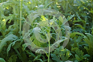 Garland Chrysanthemum. A.k.a. Tong Ho , Shungiku, Glebionis coronaria.