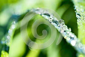 Garland drops of morning dew in the spring close up at dawn. Fabulous bokeh. The shallow depth of field