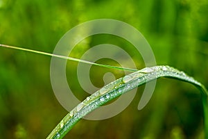 Garland drops of morning dew in the spring close up at dawn. Fabulous bokeh. The shallow depth of field