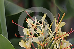 Garland Flower