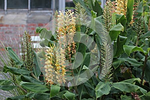 Garland Flower