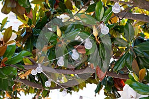 A garland of light bulbs on a Ficus tree during the day.