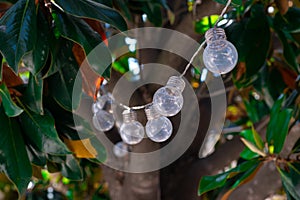 A garland of light bulbs on a ficus tree during the day.