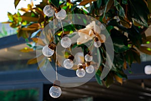 A garland of light bulbs on a Ficus tree during the day.