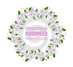 Garland with pink and white bindweed flowers. Wedding element for design wreath morning-glory. convolvulus blossom pattern