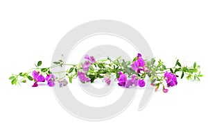 Garland of pink wild flowers on a white background. Lathyrus tuberosus, tuberous or earthnut pea, aardaker, tine-tare.