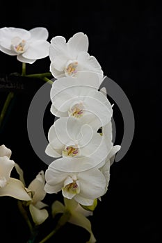 Garland of white orchids against a black background