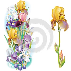 Garlands of Iris flowers