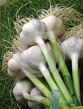 Garlic