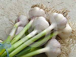 Garlic photo