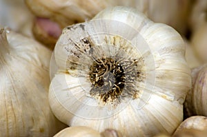 Garlic