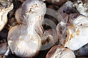 Garlic