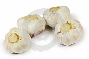 Garlic