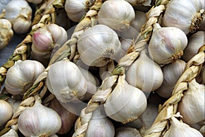 Garlic