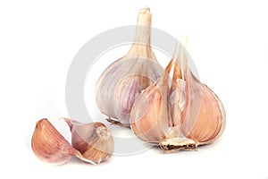 Garlic