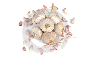 Garlic