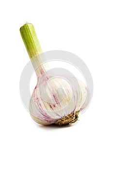 Garlic