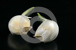 Garlic