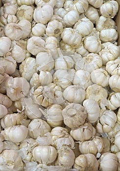 Garlic