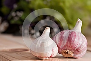 Garlic photo