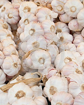 Garlic