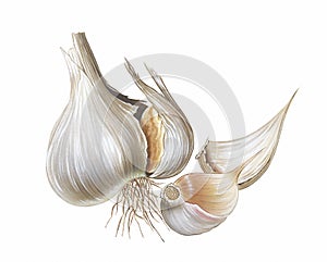 Garlic photo