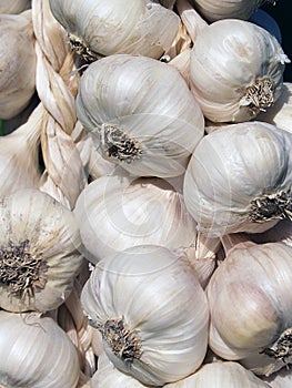 Garlic