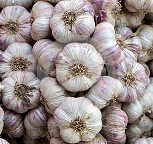 Garlic